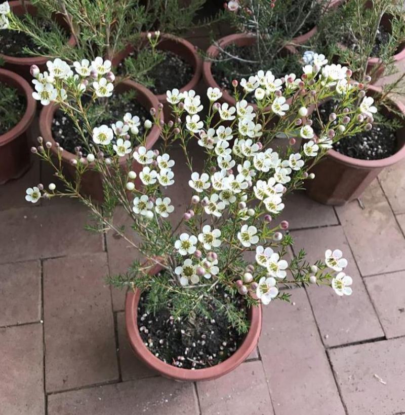 澳洲腊梅盆栽花卉室外庭院阳台多年生耐寒木本植物原盆原土