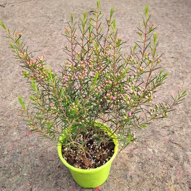 澳洲腊梅盆栽花卉室外庭院阳台多年生耐寒木本植物原盆原土