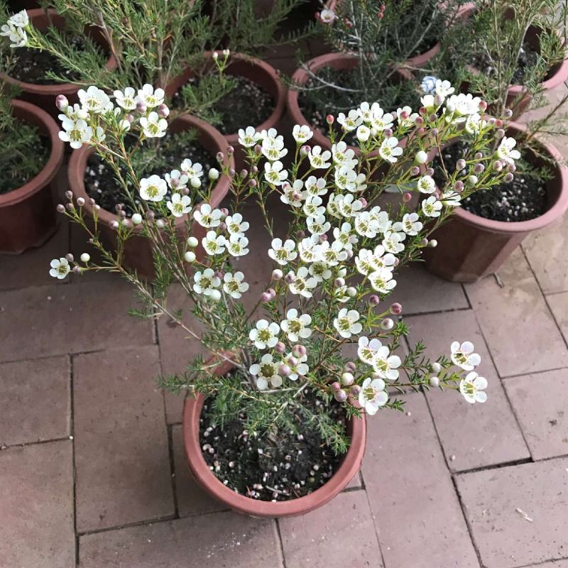 澳洲腊梅盆栽花卉室外庭院阳台多年生耐寒木本植物原盆原土