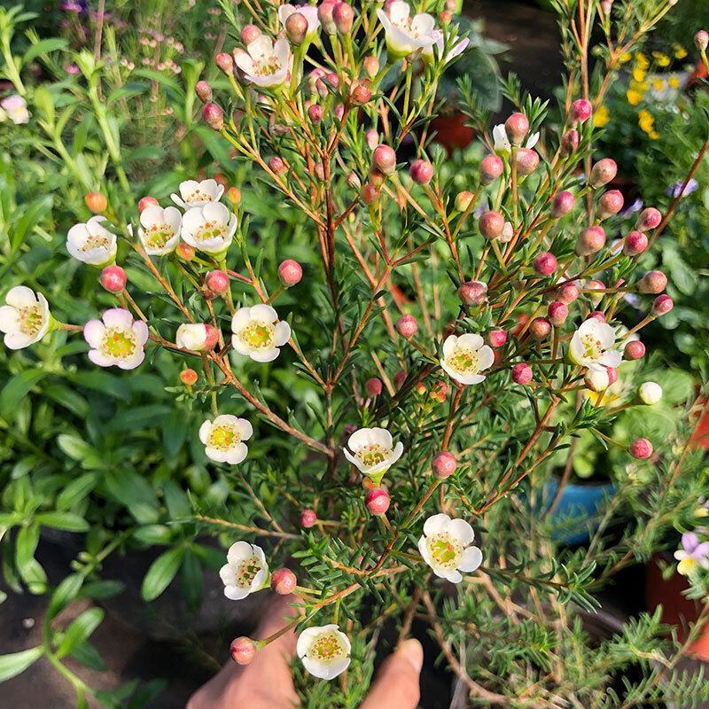 澳洲腊梅盆栽花卉室外庭院阳台多年生耐寒木本植物原盆原土