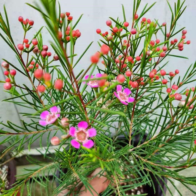 澳洲腊梅盆栽花卉室外庭院阳台多年生耐寒木本植物原盆原土