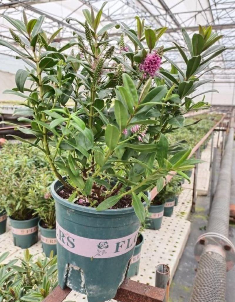 新西兰长阶花盆栽花卉多年生室外庭院阳台耐寒耐热花苗好养