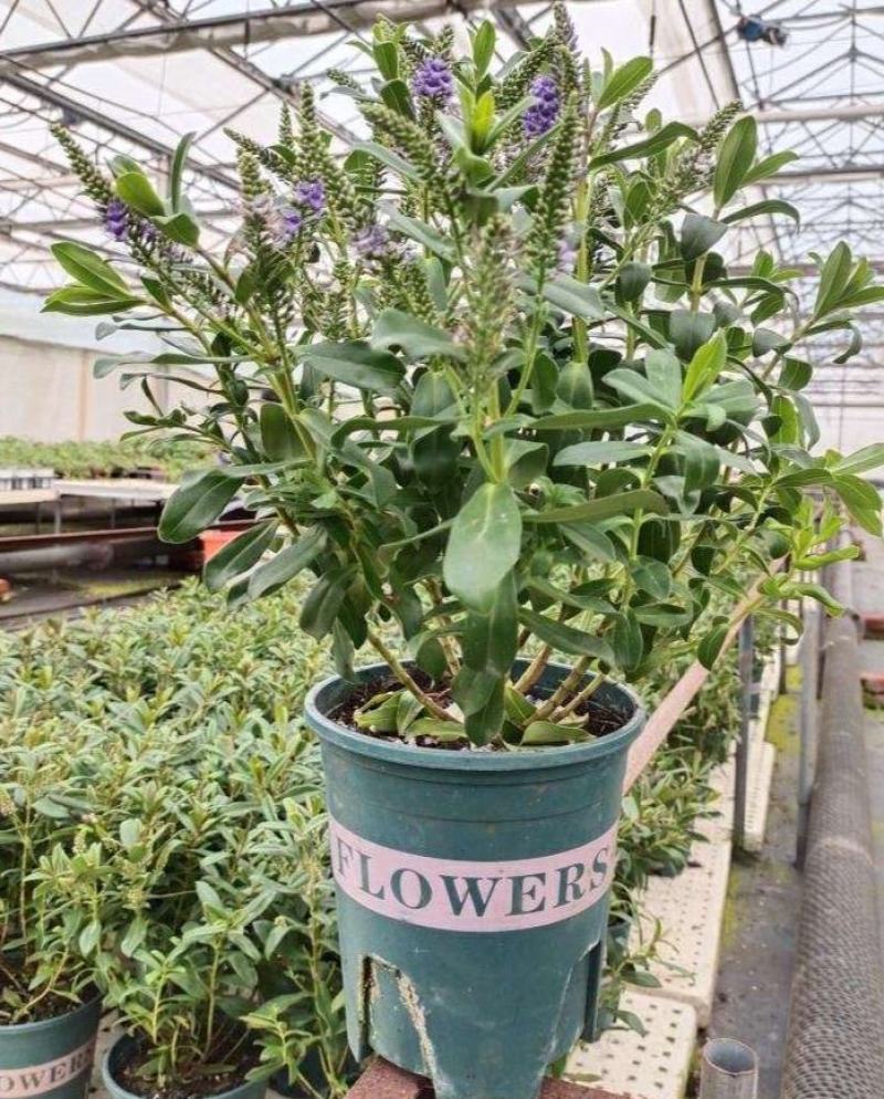 新西兰长阶花盆栽花卉多年生室外庭院阳台耐寒耐热花苗好养
