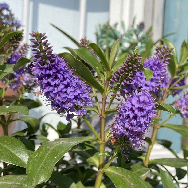新西兰长阶花盆栽花卉多年生室外庭院阳台耐寒耐热花苗好养
