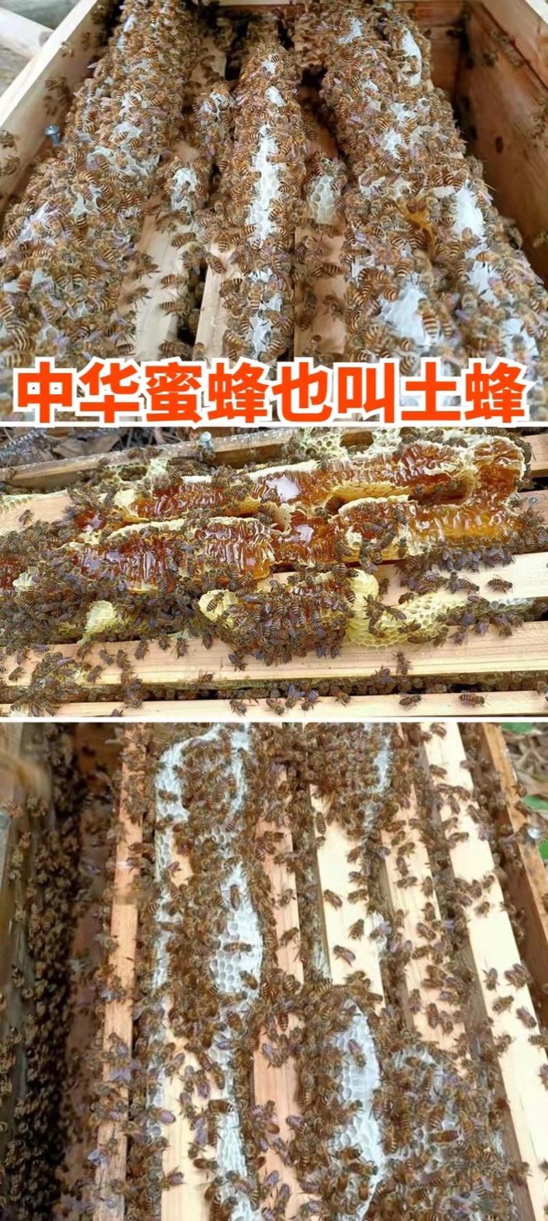 广西中蜂土蜂蜜土蜂蜜百花蜜蜂场直供