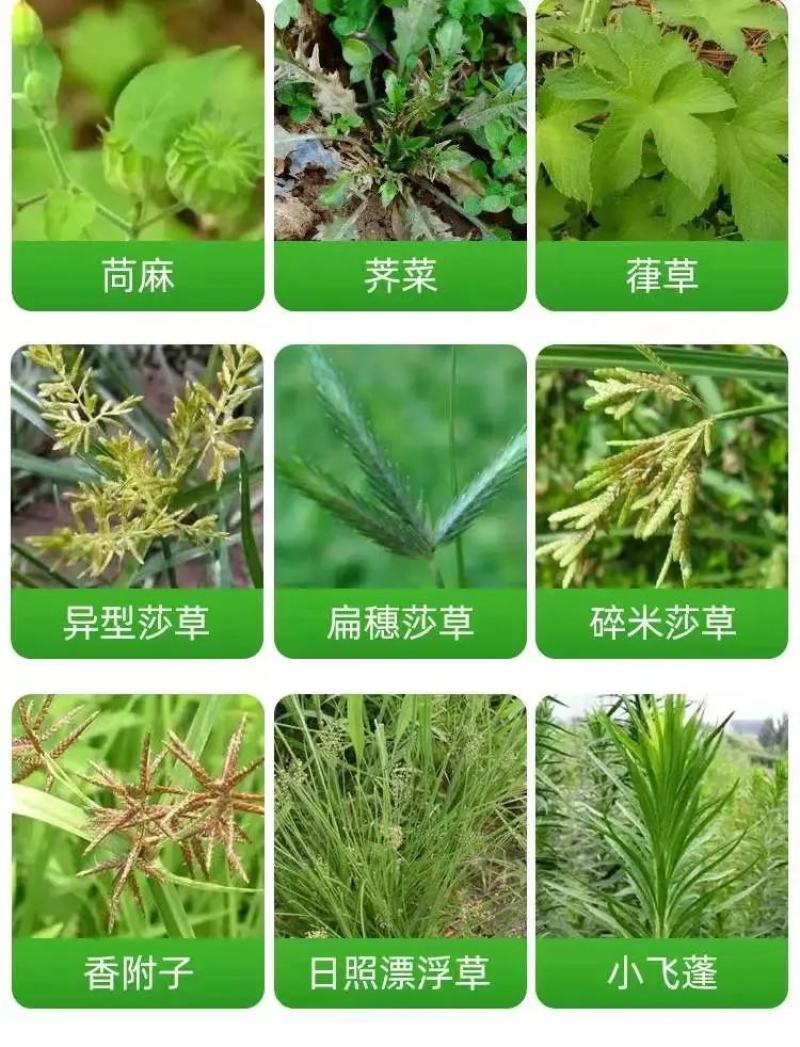 迈火除草剂除草不伤根系10%敌草快二氯盐