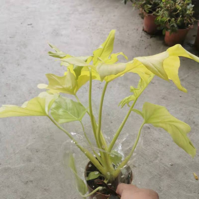 黄金春雨蔓绿绒瓦萨维奇耐热室内稀有观叶阳台好养吸甲醛网红