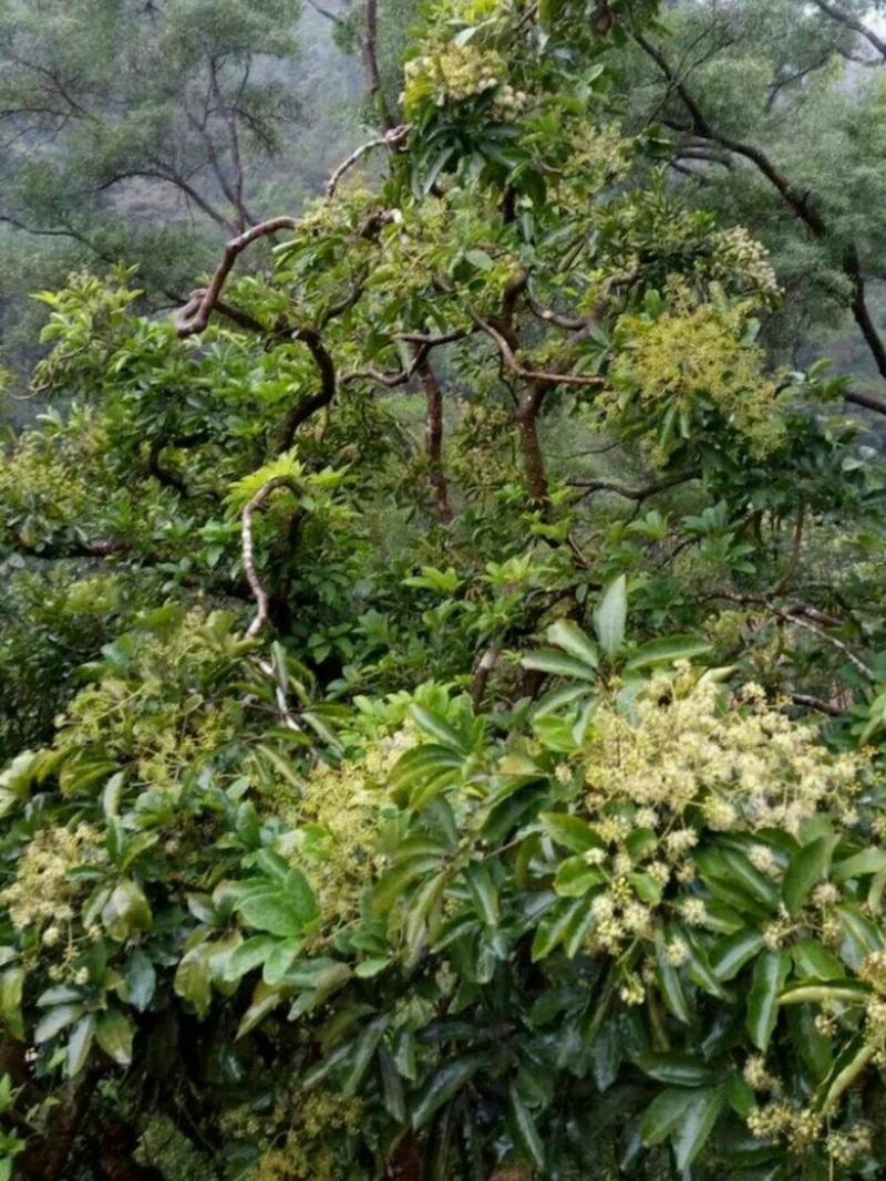 土蜂蜜蜂蜜鸭脚木蜜一件代发蜂农直供自产自销