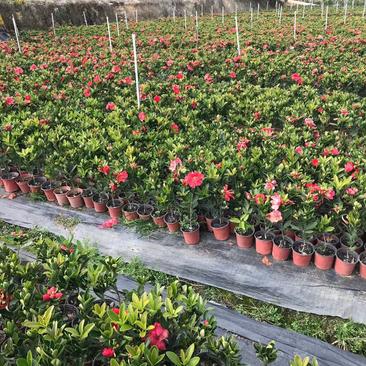 香妃山茶花盆栽带花苞五色赤丹花卉植物室内好养茶花树苗四季