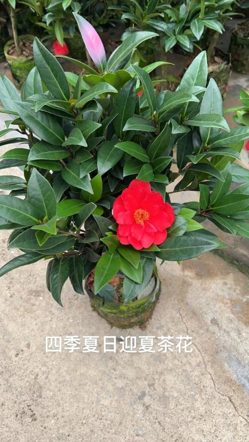 香妃山茶花盆栽带花苞五色赤丹花卉植物室内好养茶花树苗四季