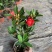 香妃山茶花盆栽带花苞五色赤丹花卉植物室内好养茶花树苗四季