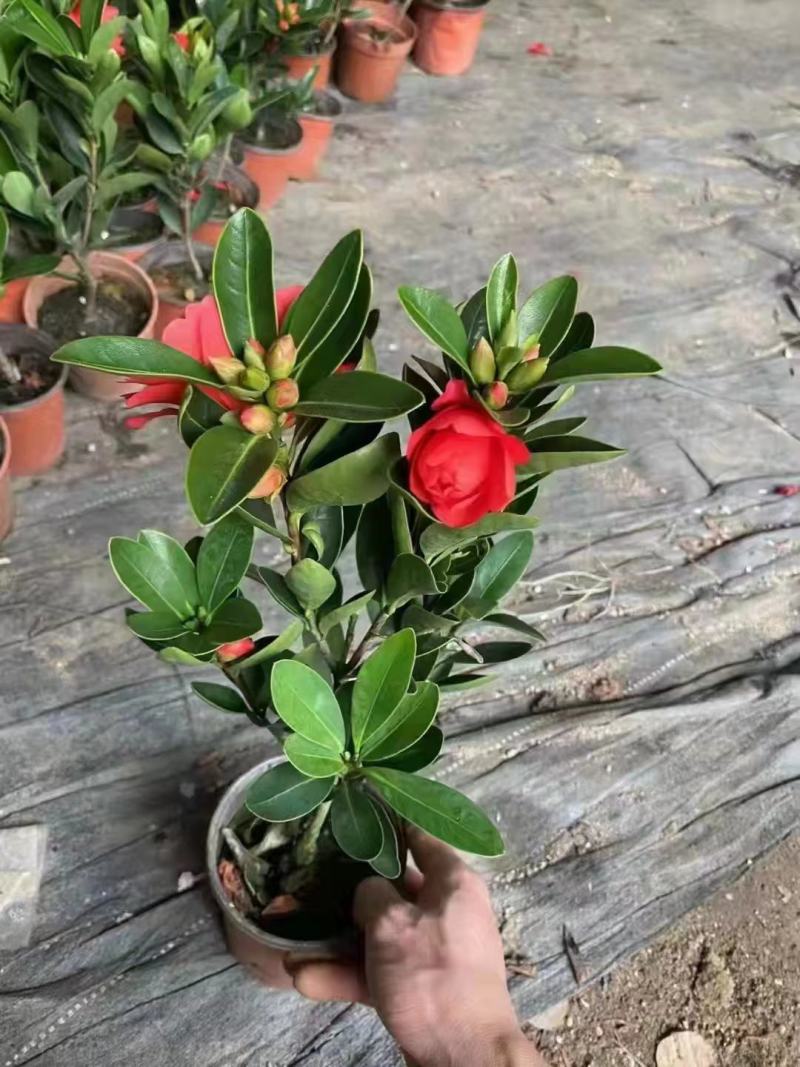 香妃山茶花盆栽带花苞五色赤丹花卉植物室内好养茶花树苗四季