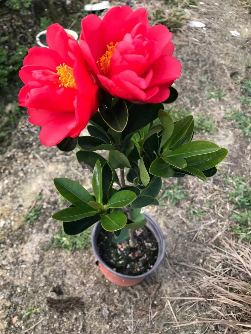 香妃山茶花盆栽带花苞五色赤丹花卉植物室内好养茶花树苗四季