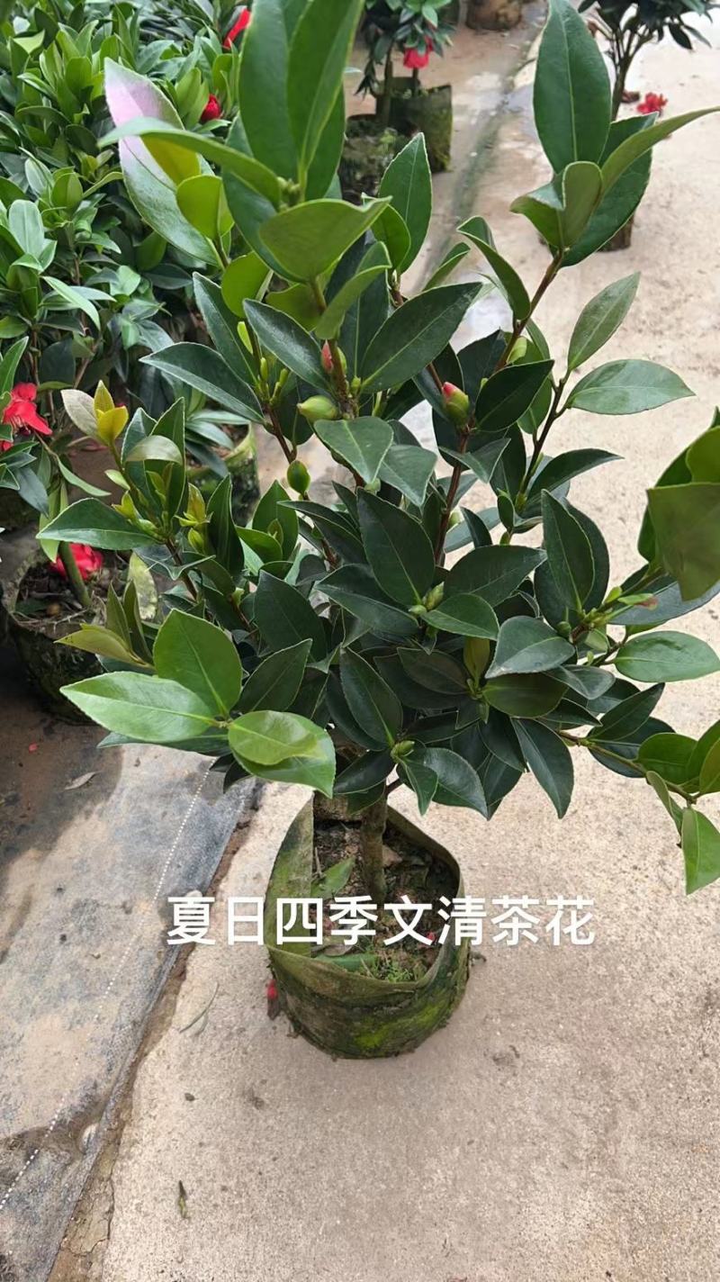 香妃山茶花盆栽带花苞五色赤丹花卉植物室内好养茶花树苗四季