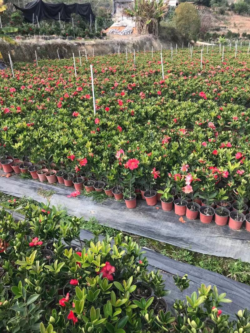 香妃山茶花盆栽带花苞五色赤丹花卉植物室内好养茶花树苗四季