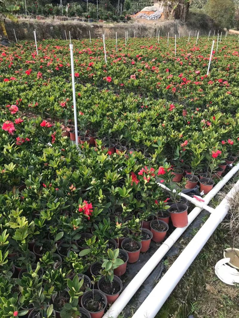 香妃山茶花盆栽带花苞五色赤丹花卉植物室内好养茶花树苗四季