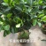 香妃山茶花盆栽带花苞五色赤丹花卉植物室内好养茶花树苗四季