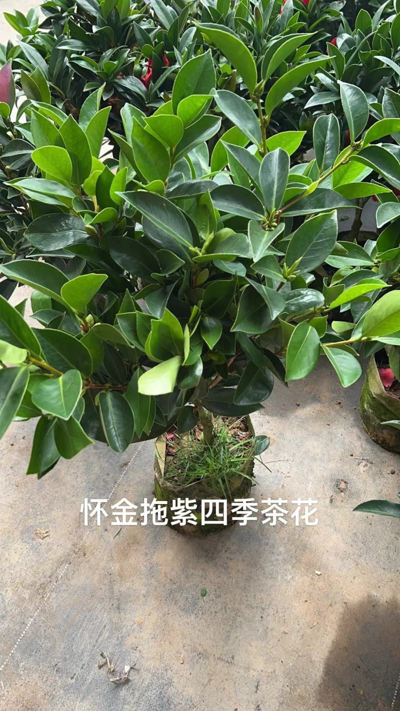 香妃山茶花盆栽带花苞五色赤丹花卉植物室内好养茶花树苗四季