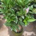 香妃山茶花盆栽带花苞五色赤丹花卉植物室内好养茶花树苗四季