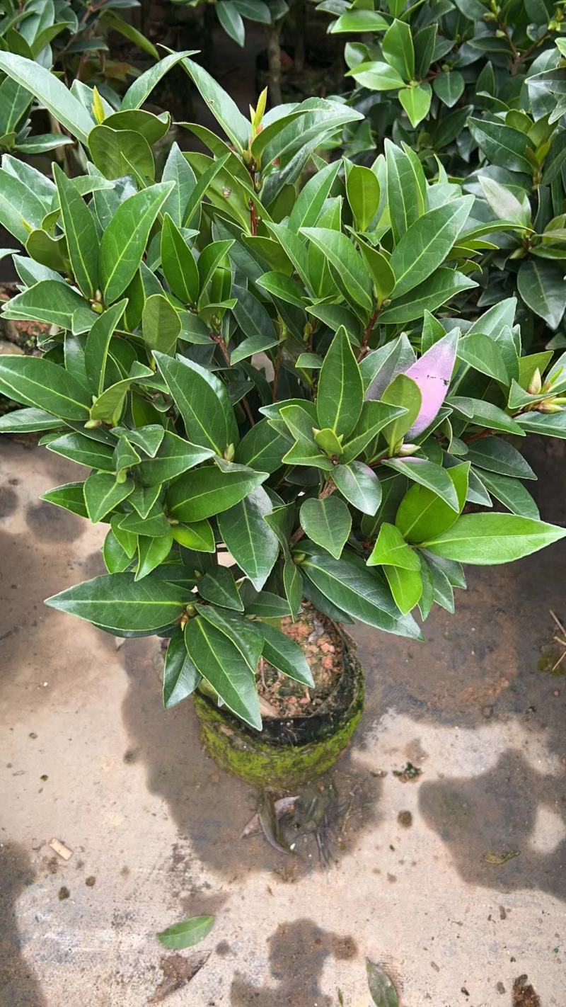 香妃山茶花盆栽带花苞五色赤丹花卉植物室内好养茶花树苗四季