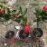 香妃山茶花盆栽带花苞五色赤丹花卉植物室内好养茶花树苗四季