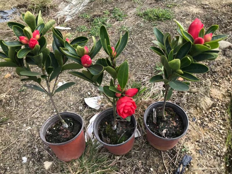 香妃山茶花盆栽带花苞五色赤丹花卉植物室内好养茶花树苗四季