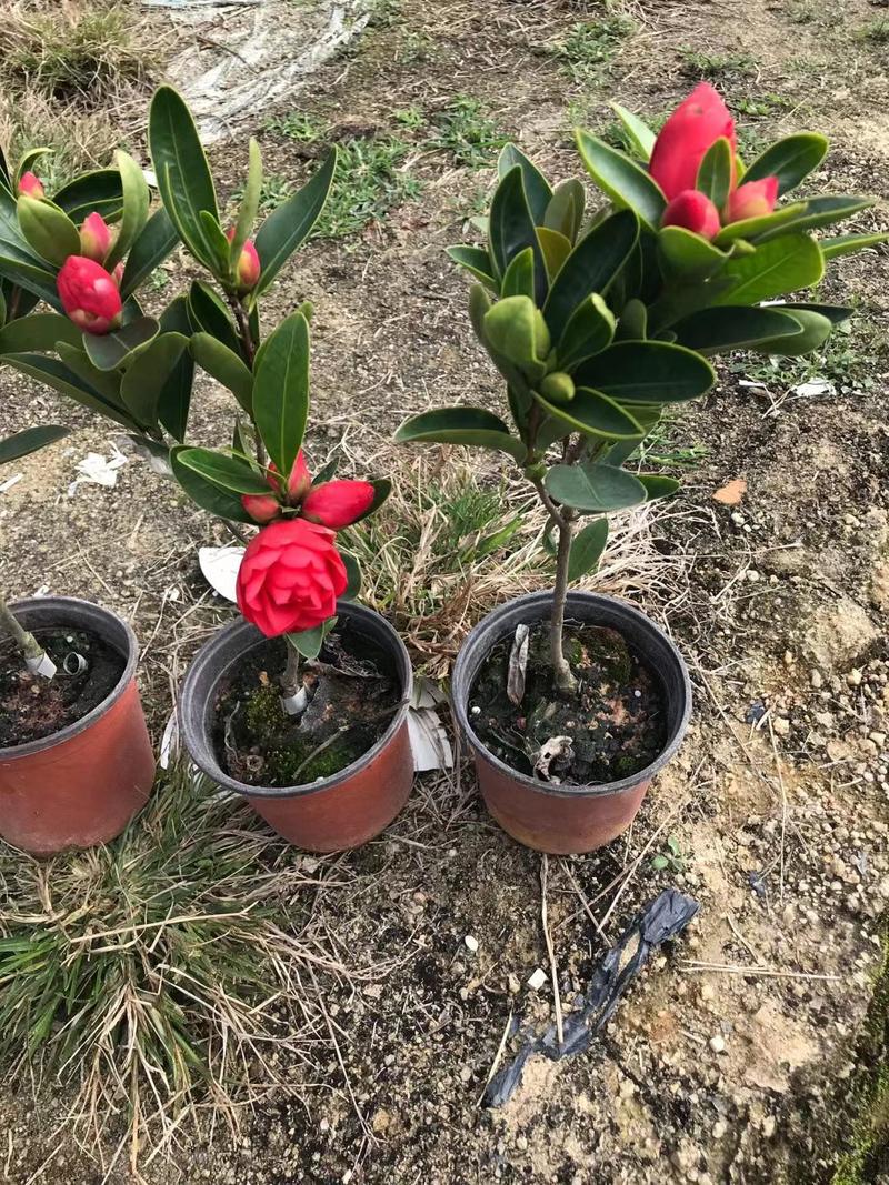 香妃山茶花盆栽带花苞五色赤丹花卉植物室内好养茶花树苗四季