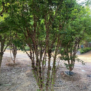 嘉宝果树苗树葡萄苗正宗台湾树葡萄沙巴四季南北种植当年结果