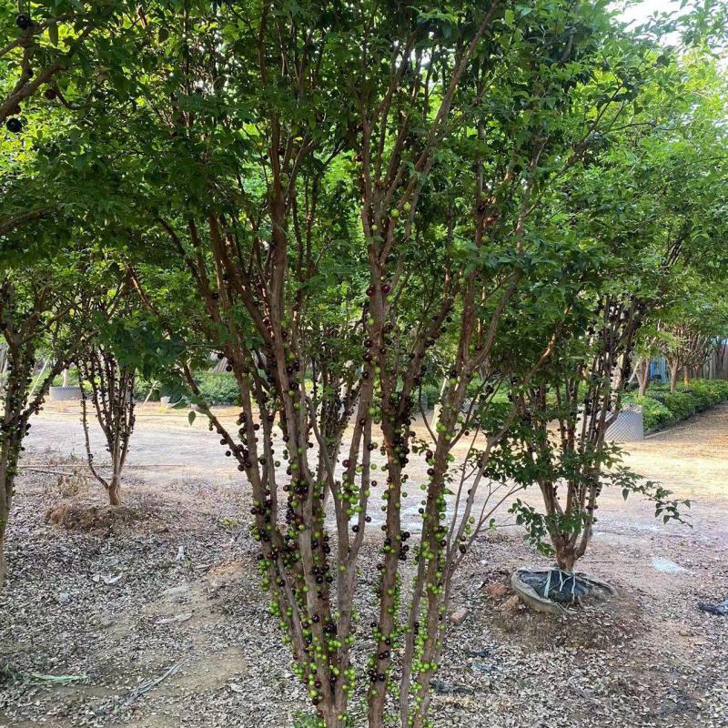 嘉宝果树苗树葡萄苗正宗台湾树葡萄沙巴四季南北种植当年结果