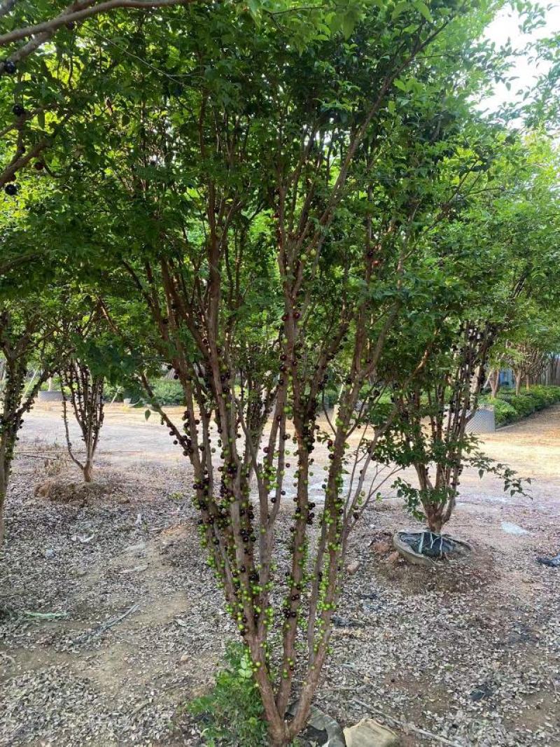 嘉宝果树苗树葡萄苗正宗台湾树葡萄沙巴四季南北种植当年结果