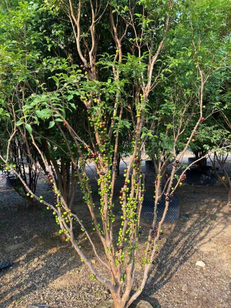 嘉宝果树苗树葡萄苗正宗台湾树葡萄沙巴四季南北种植当年结果