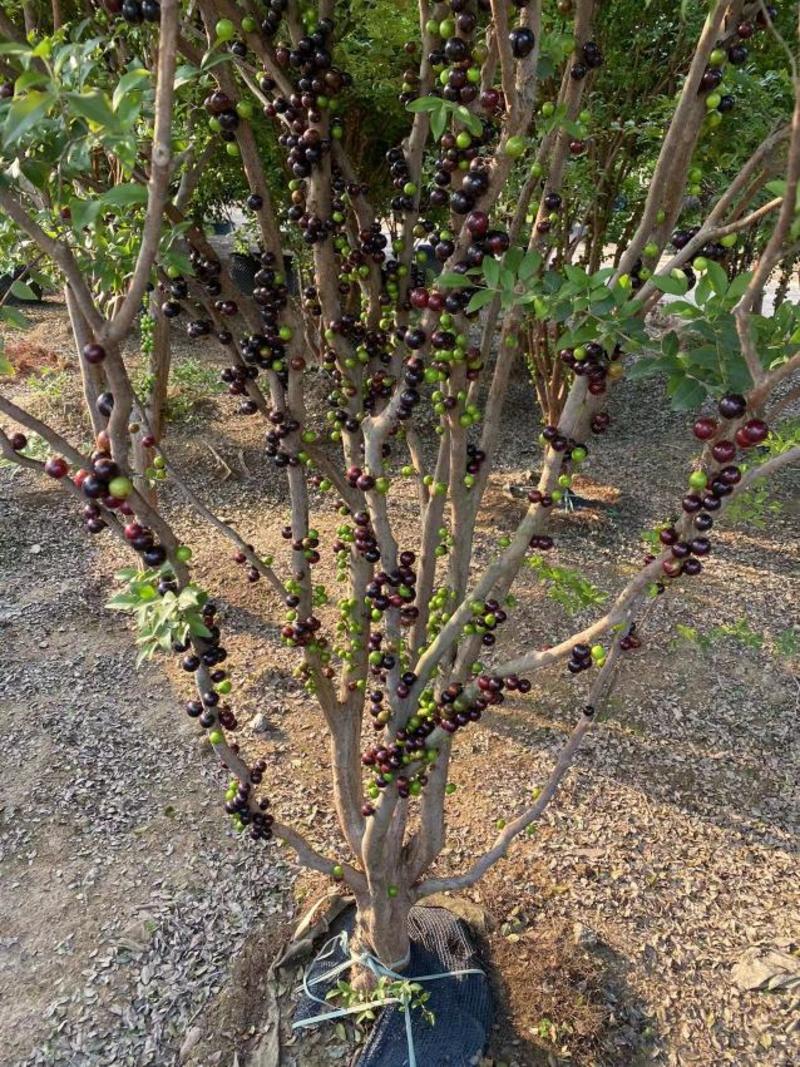 嘉宝果树苗树葡萄苗正宗台湾树葡萄沙巴四季南北种植当年结果