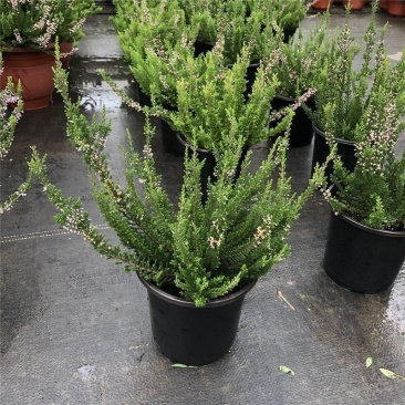 欧石楠盆栽花苗阳台庭院花园好养观花植物带花苞耐寒花卉花期