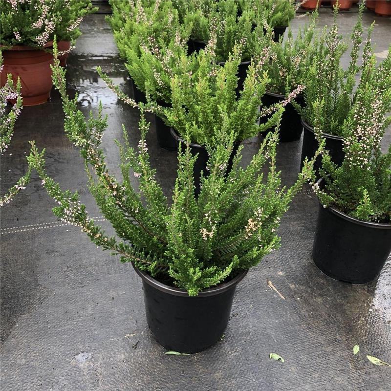 欧石楠盆栽花苗阳台庭院花园好养观花植物带花苞耐寒花卉花期