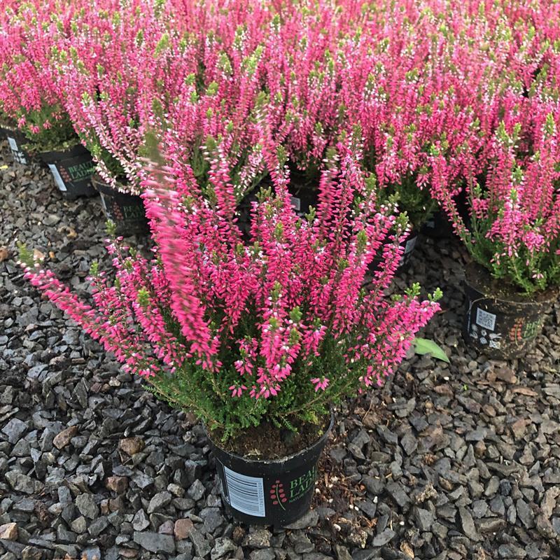 欧石楠盆栽花苗阳台庭院花园好养观花植物带花苞耐寒花卉花期
