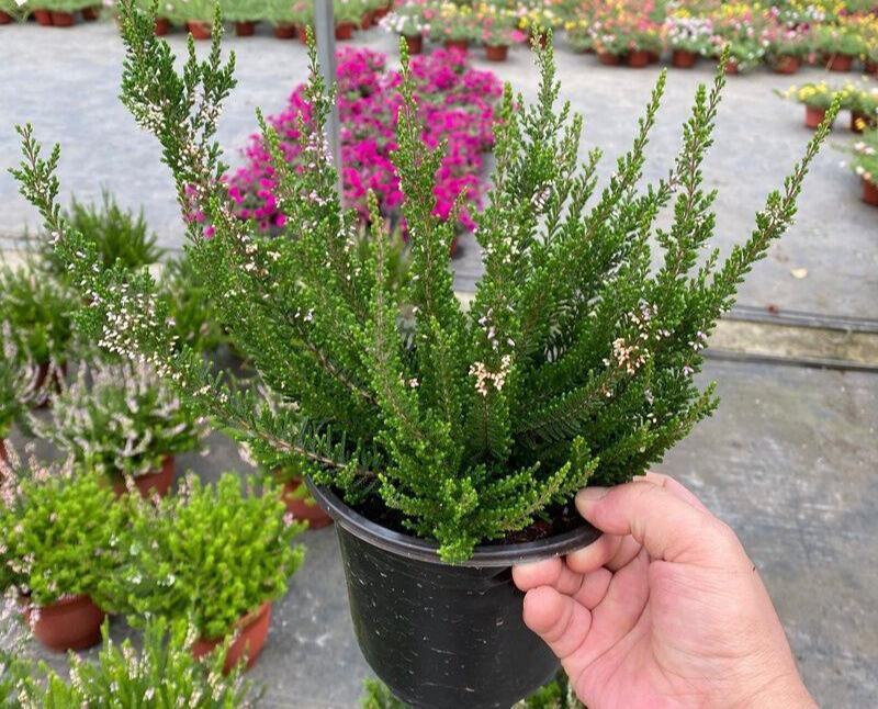 欧石楠盆栽花苗阳台庭院花园好养观花植物带花苞耐寒花卉花期