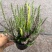 欧石楠盆栽花苗阳台庭院花园好养观花植物带花苞耐寒花卉花期