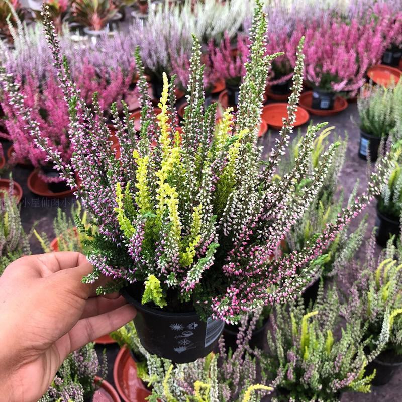 欧石楠盆栽花苗阳台庭院花园好养观花植物带花苞耐寒花卉花期