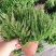 欧石楠盆栽花苗阳台庭院花园好养观花植物带花苞耐寒花卉花期