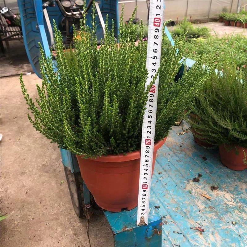 欧石楠盆栽花苗阳台庭院花园好养观花植物带花苞耐寒花卉花期