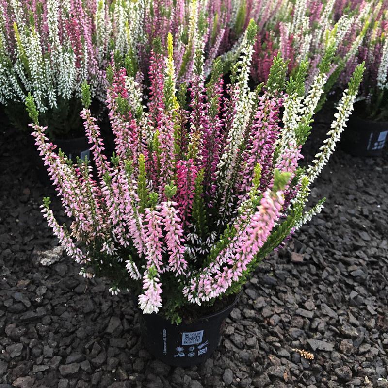 欧石楠盆栽花苗阳台庭院花园好养观花植物带花苞耐寒花卉花期