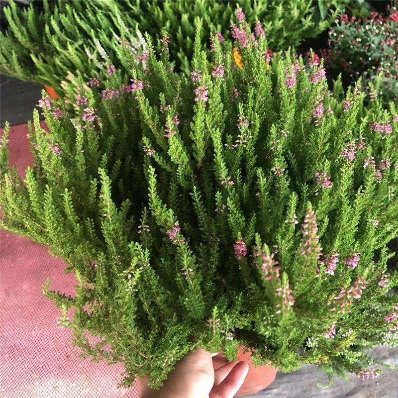 欧石楠盆栽花苗阳台庭院花园好养观花植物带花苞耐寒花卉花期