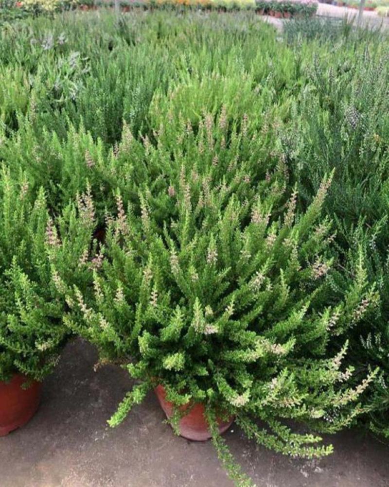 欧石楠盆栽花苗阳台庭院花园好养观花植物带花苞耐寒花卉花期