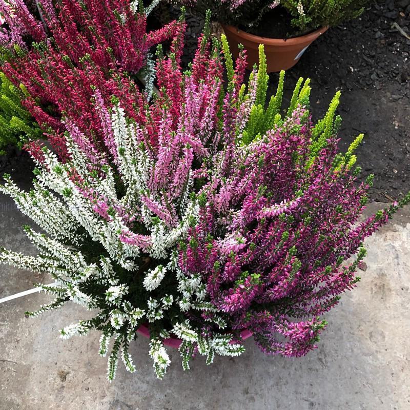 欧石楠盆栽花苗阳台庭院花园好养观花植物带花苞耐寒花卉花期