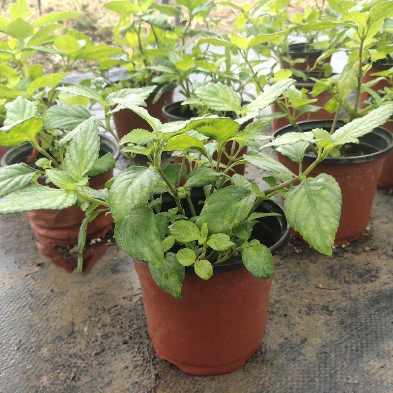 糯米香茶树苗食用香草绿植盆栽浓香型糯米香茶苗叶子泡茶观叶