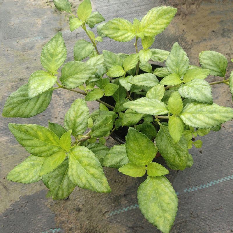 糯米香茶树苗食用香草绿植盆栽浓香型糯米香茶苗叶子泡茶观叶