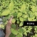 糯米香茶树苗食用香草绿植盆栽浓香型糯米香茶苗叶子泡茶观叶