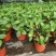 糯米香茶树苗食用香草绿植盆栽浓香型糯米香茶苗叶子泡茶观叶