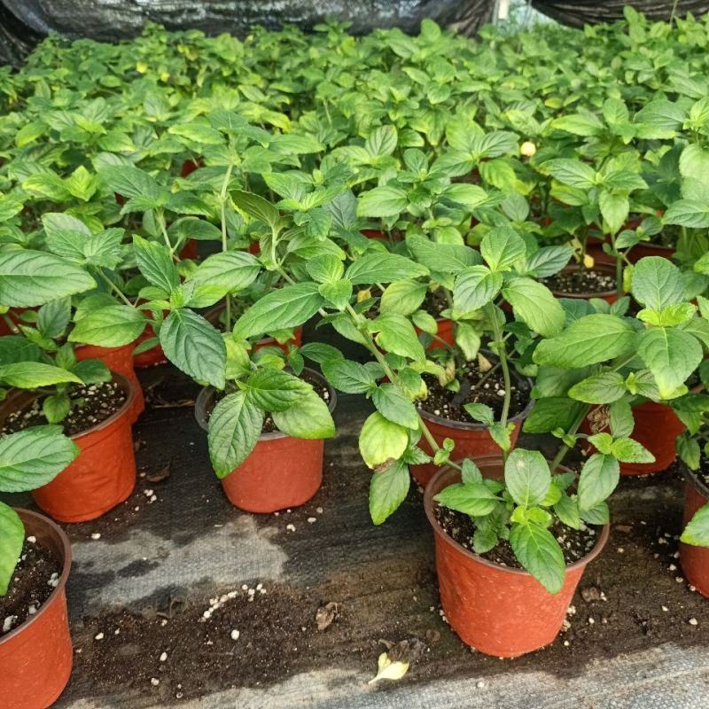 糯米香茶树苗食用香草绿植盆栽浓香型糯米香茶苗叶子泡茶观叶