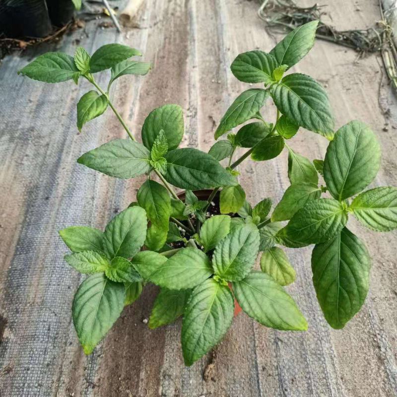 糯米香茶树苗食用香草绿植盆栽浓香型糯米香茶苗叶子泡茶观叶